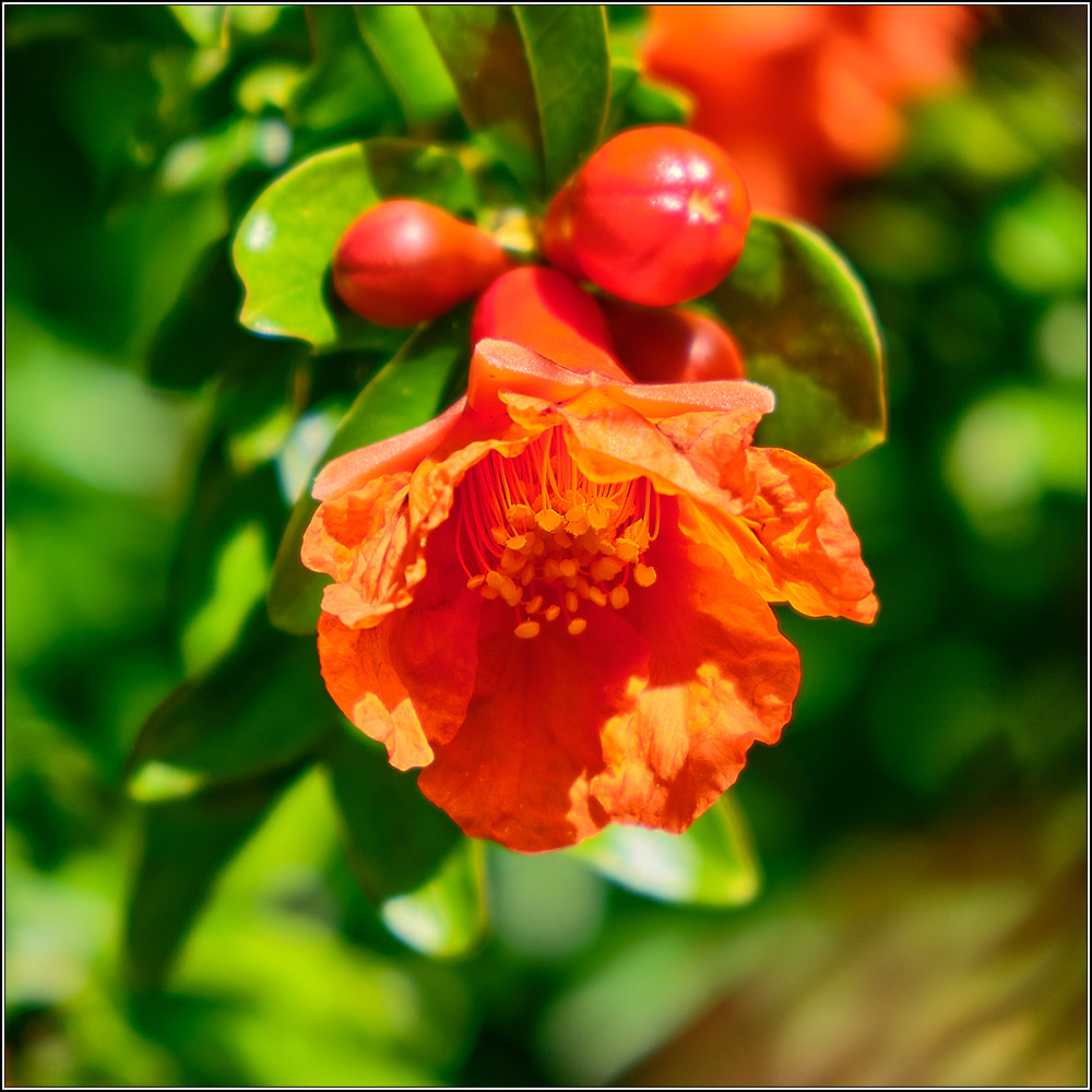 Кто видел, как цветёт гранат?