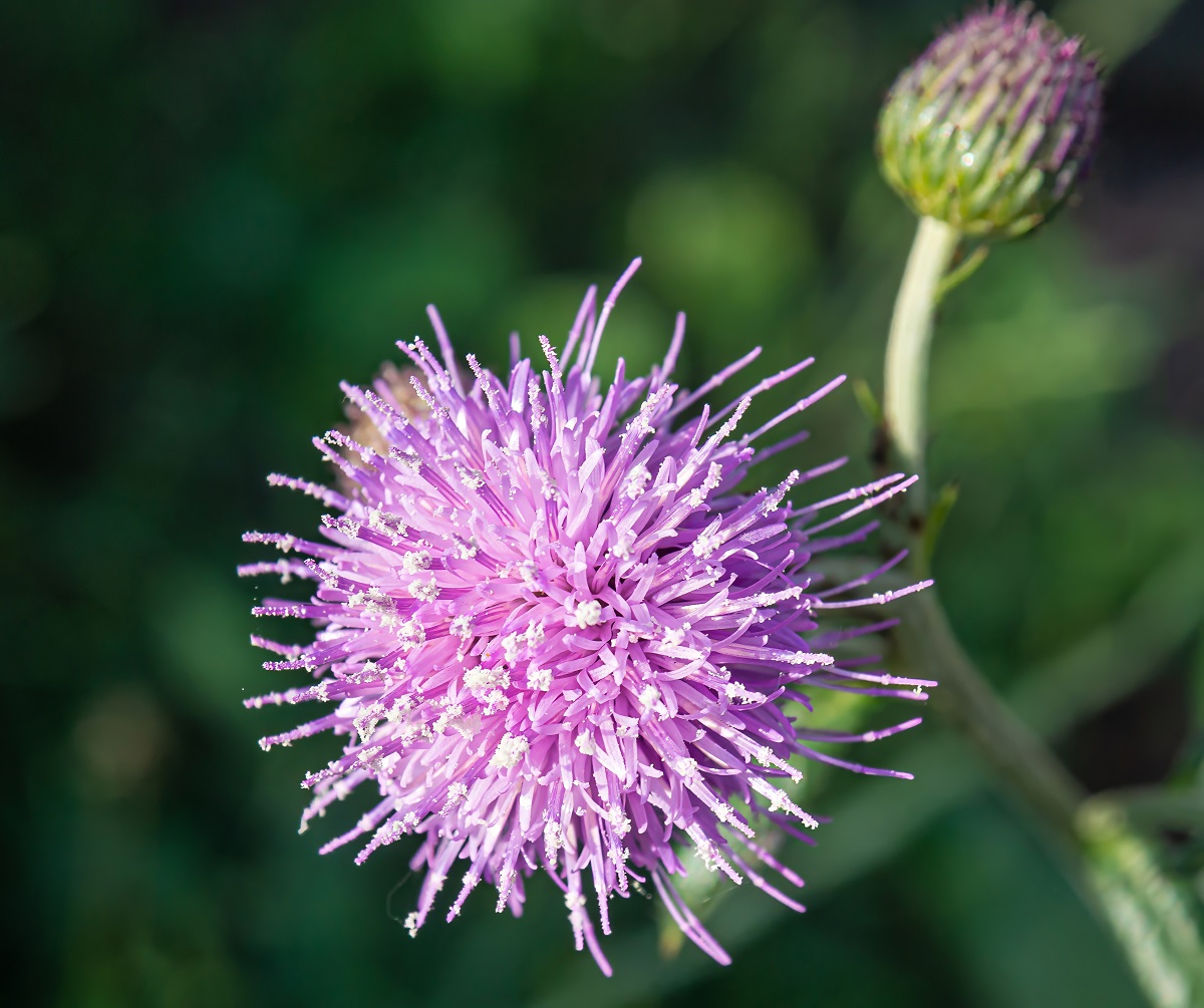 И колючки расцветают