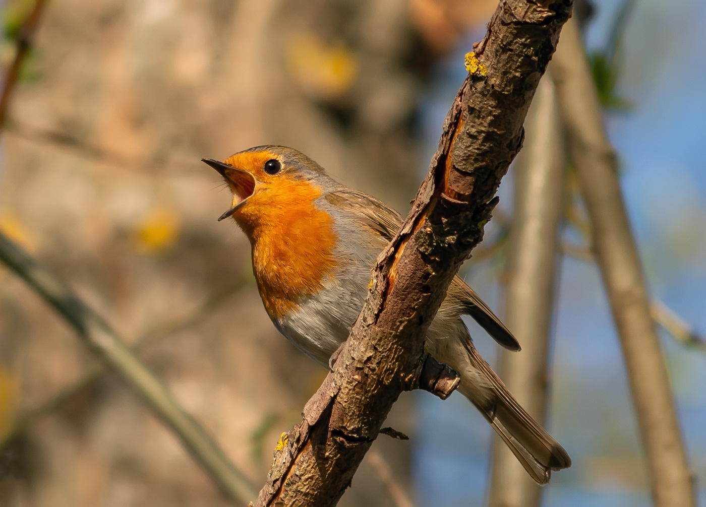 малиновки заслышав голосок