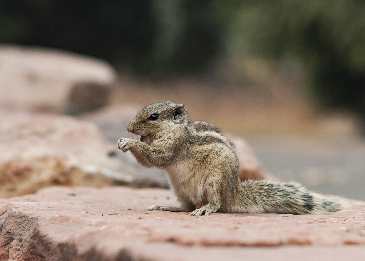Чип или Дейл?