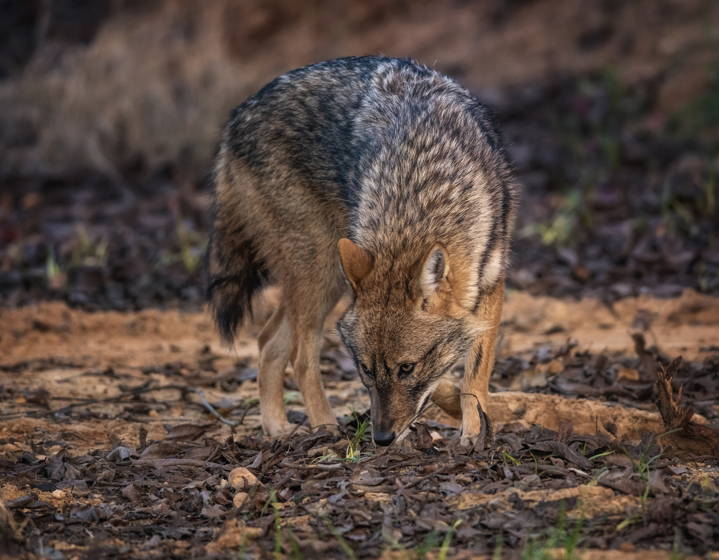 Ночная жизнь