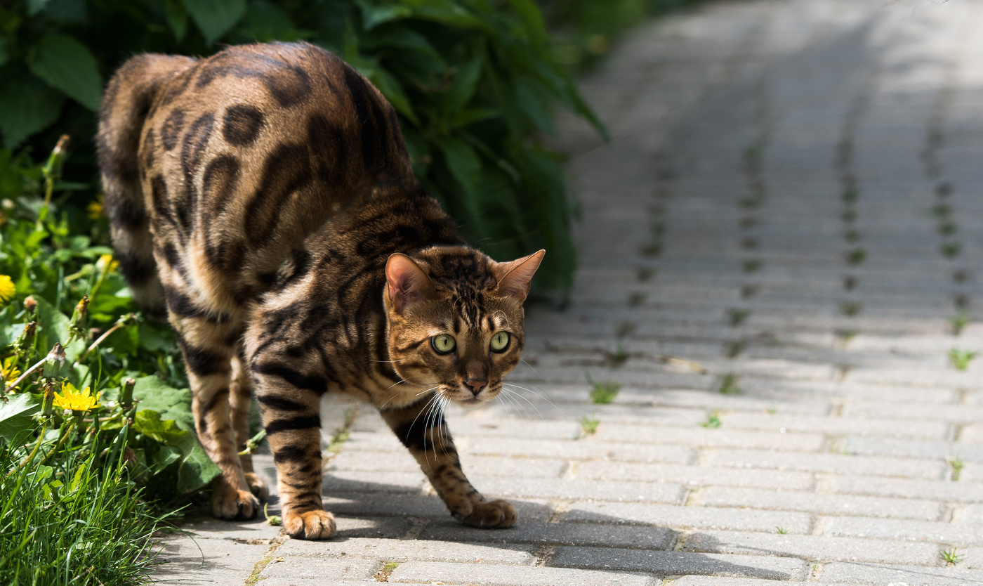 Лучше не подходи!
