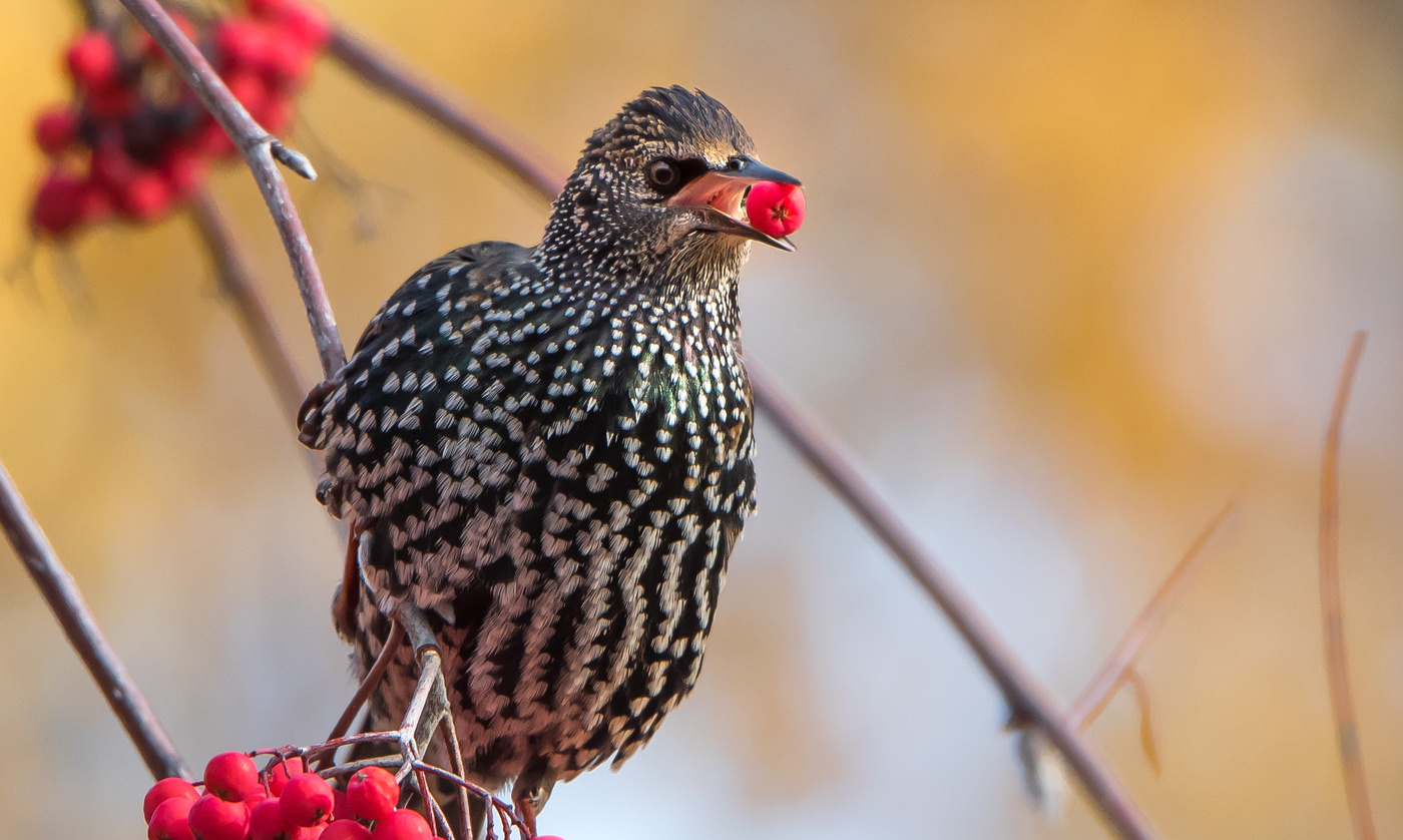 Скворцы тоже любят рябину.