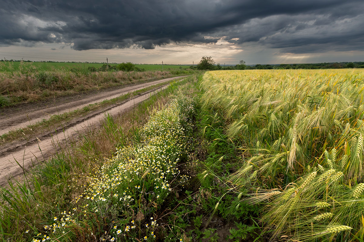 Ромашки вдоль дороги