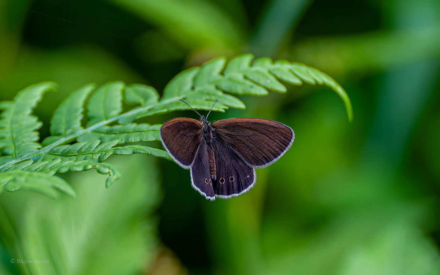 Красивый мир бабочек...