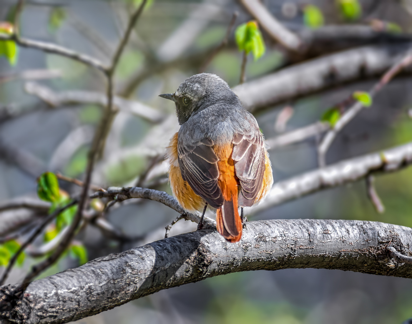 Горихвостка.