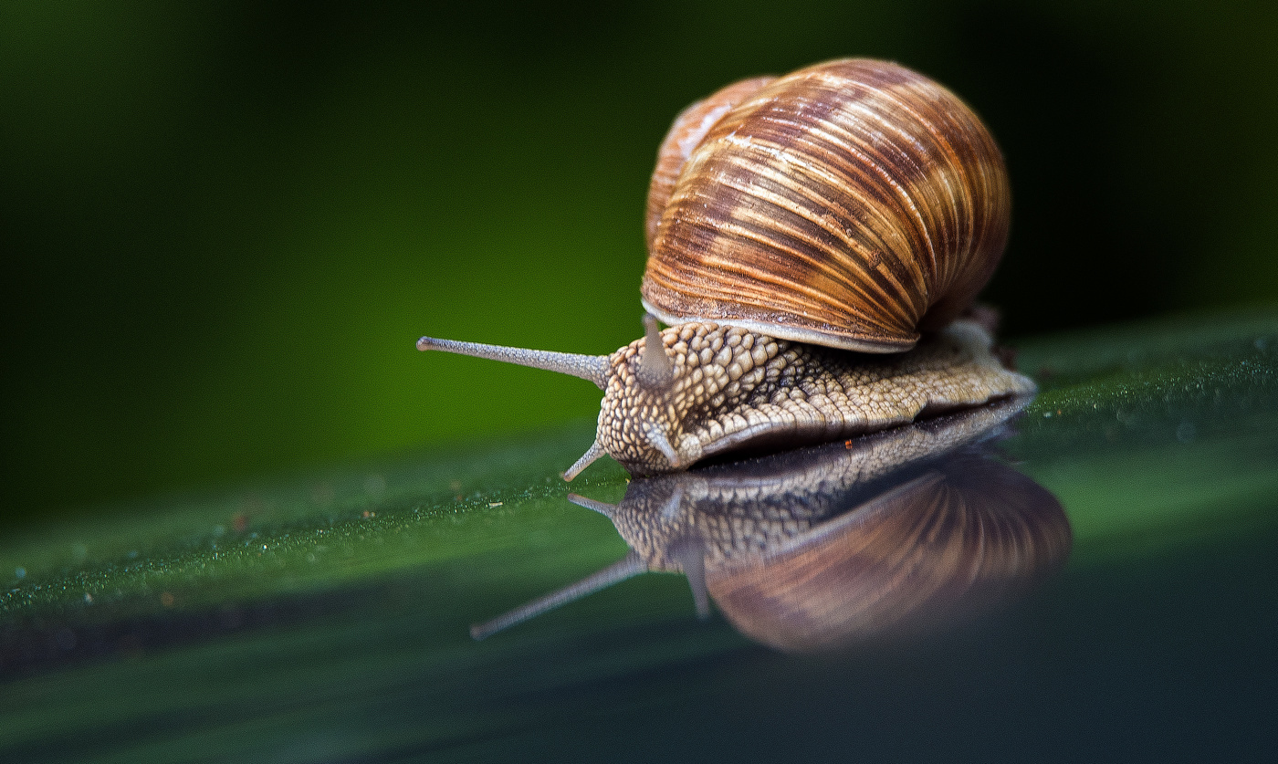 Путешествие улитки.