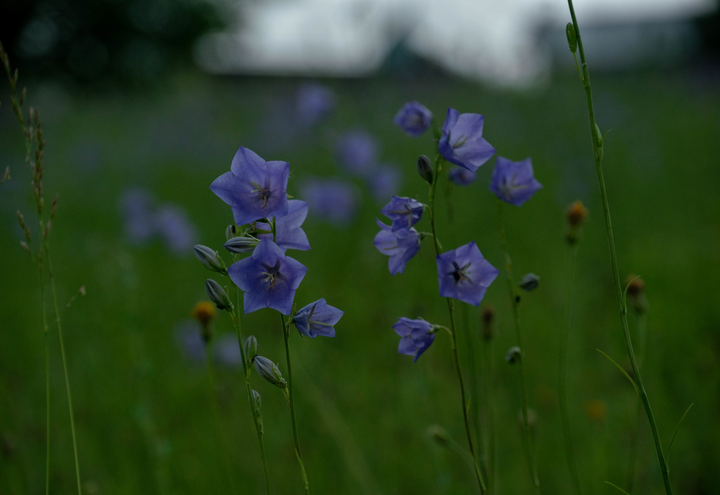 Колокольчики
