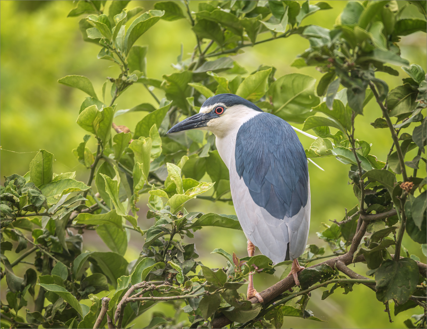 Кваква обыкновенная