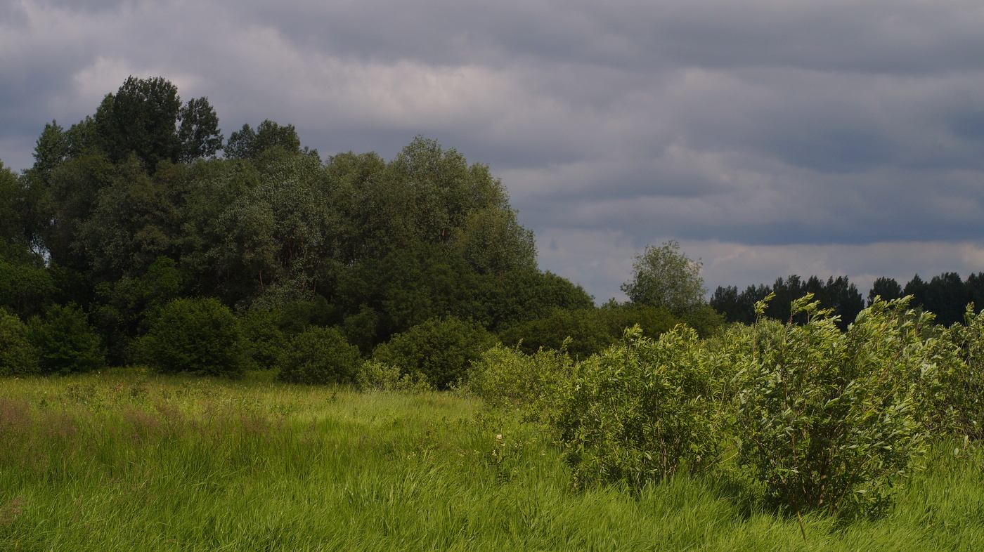 Оттенки зелёного...