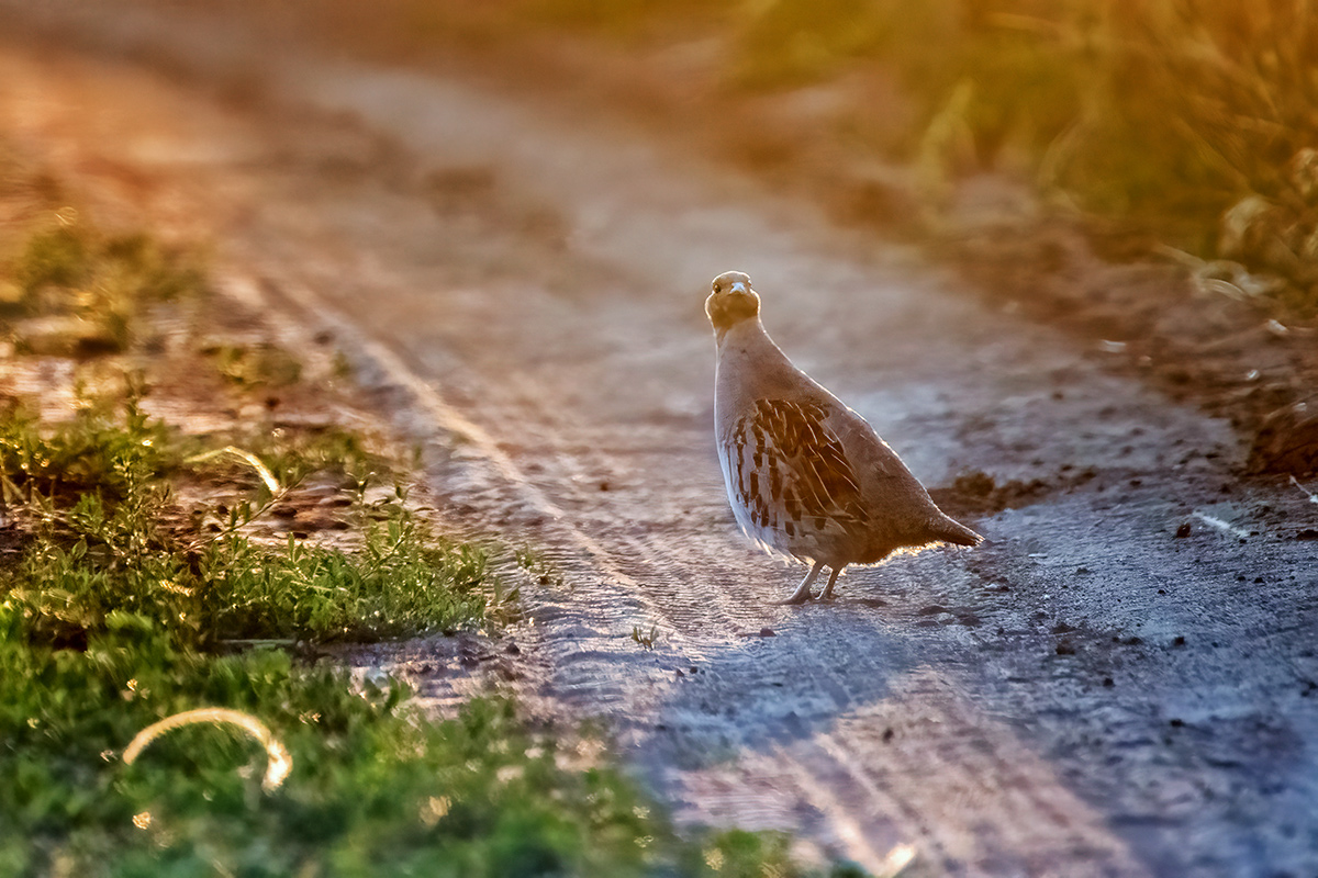 Выхожу один я на дорогу...