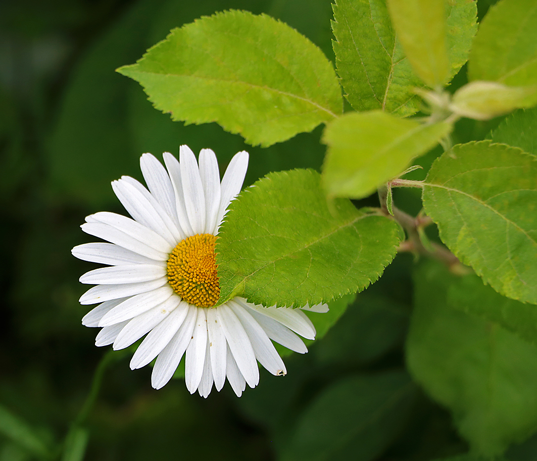 Ромашка спряталась...