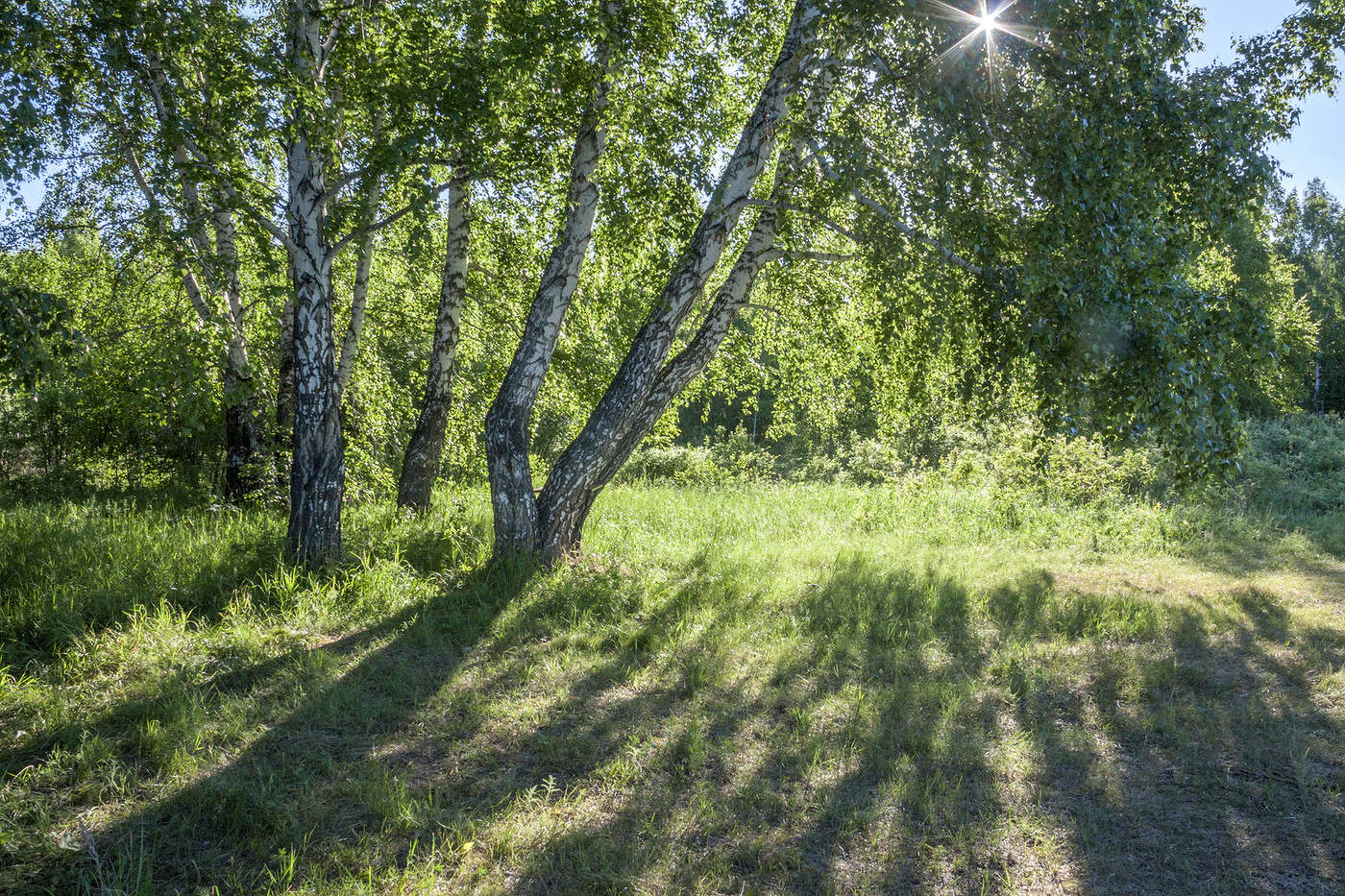 В тени берёз