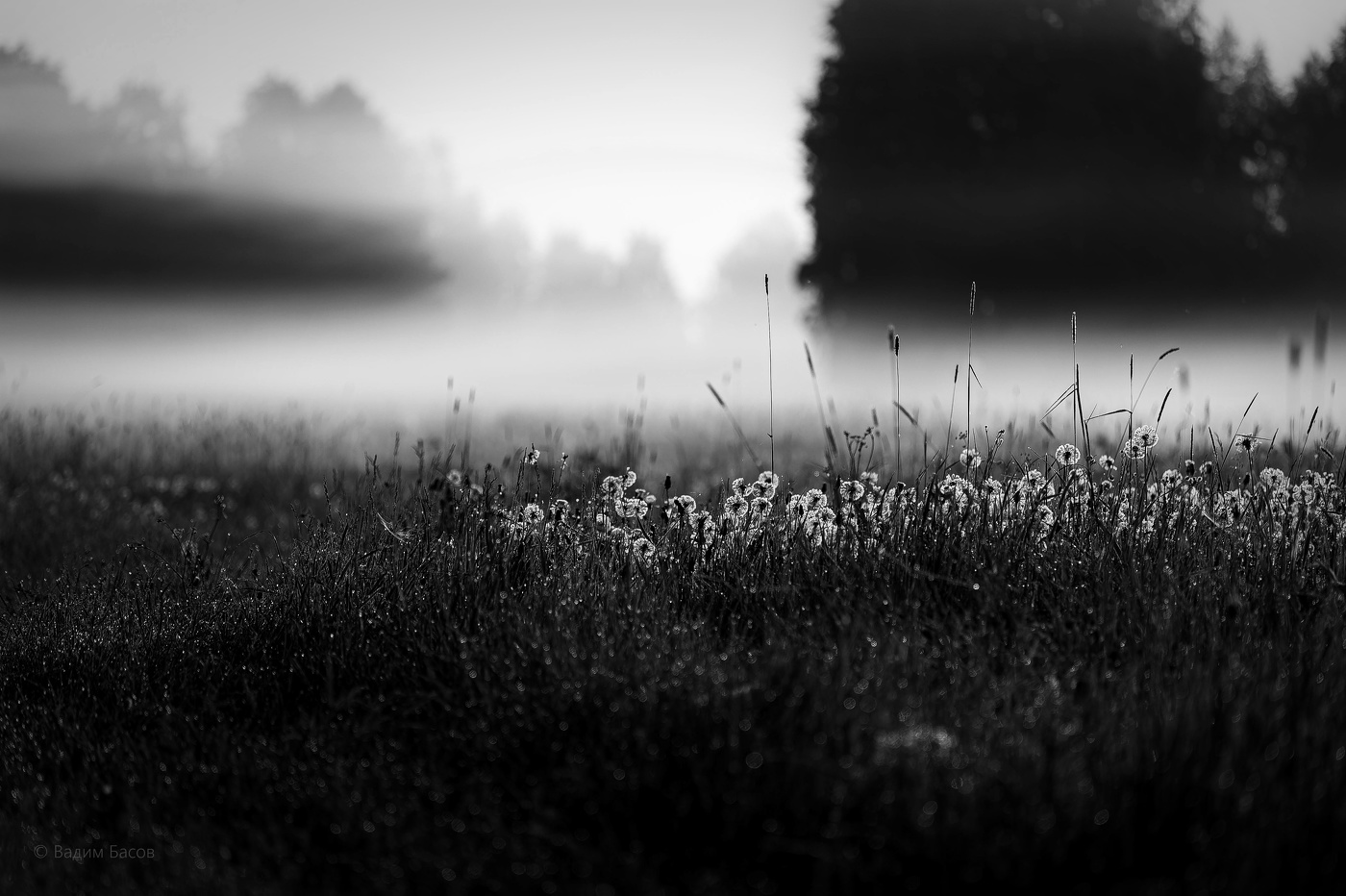 ..туман, туман, густая пелена..