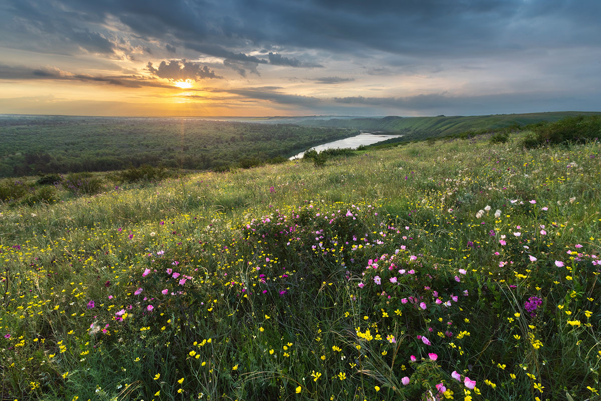 На цветущих холмах