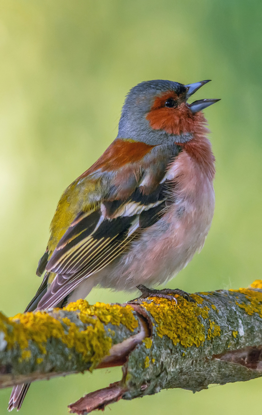 среди лозинок