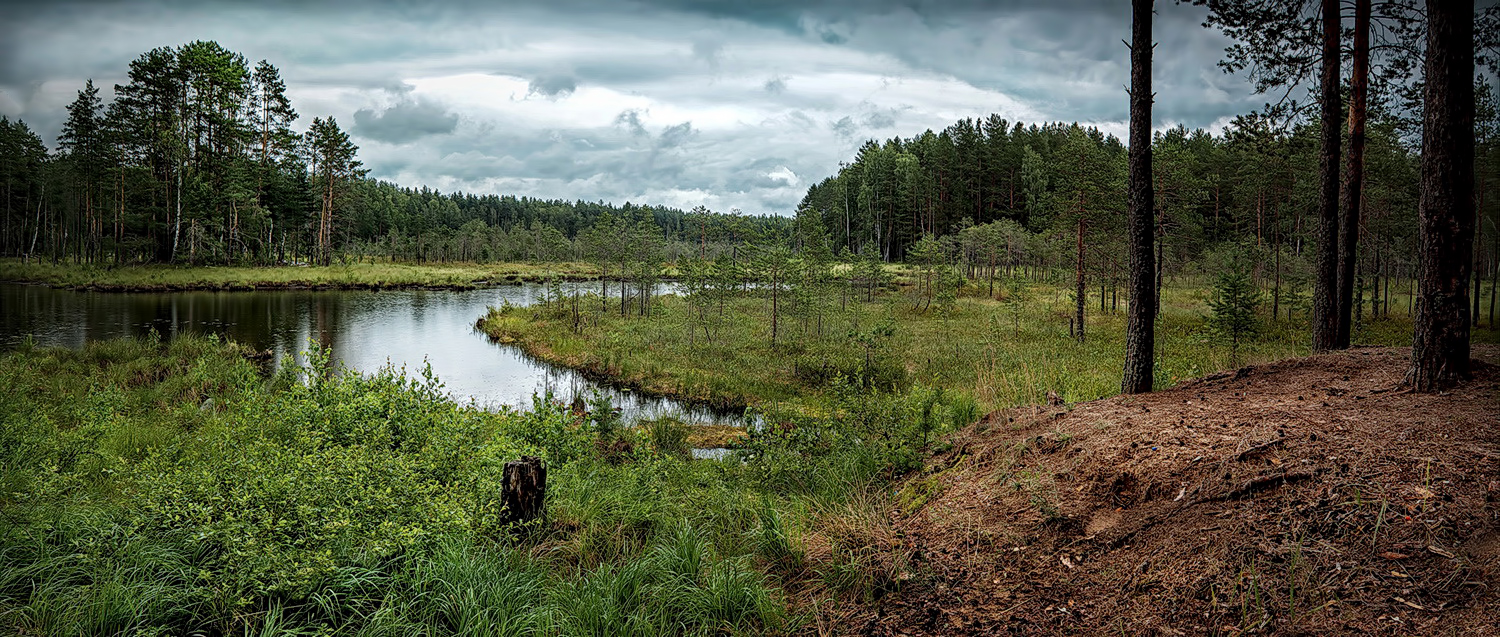 Дождливый лес.