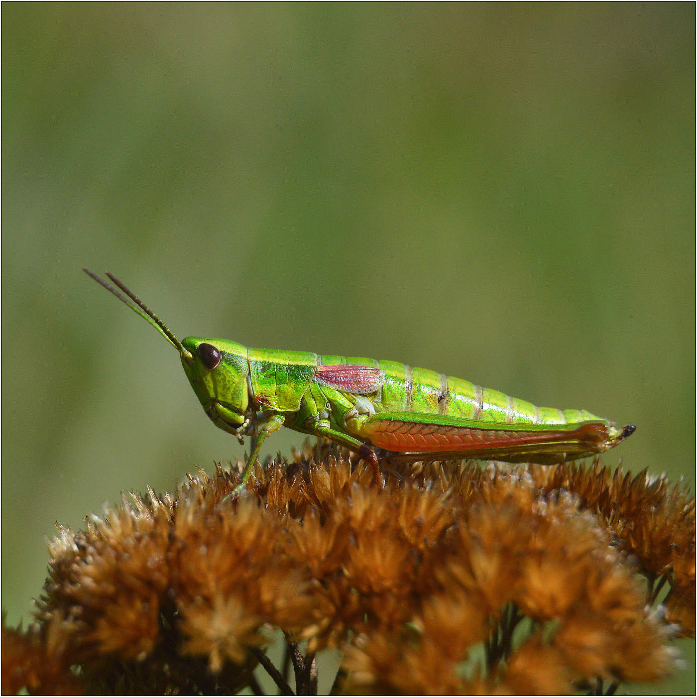 ... из жизни кузнечиков.