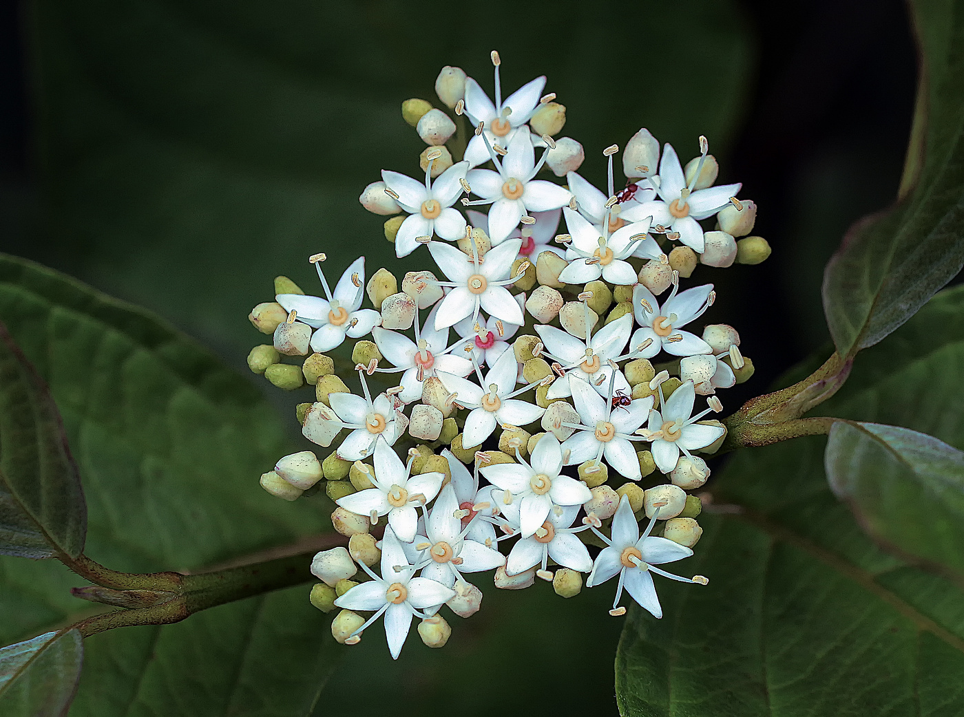 Кизил кроваво-красный