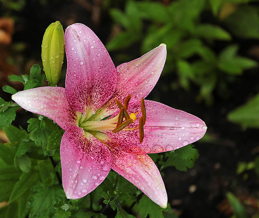 Июль - время лилий