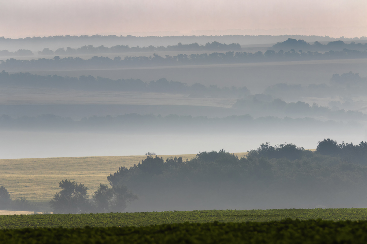 Поля и лесополосы