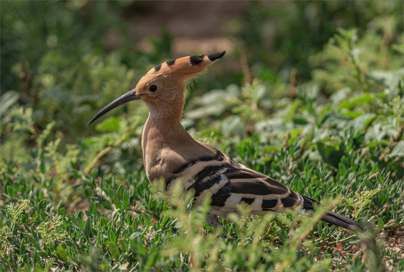 Всегда начеку