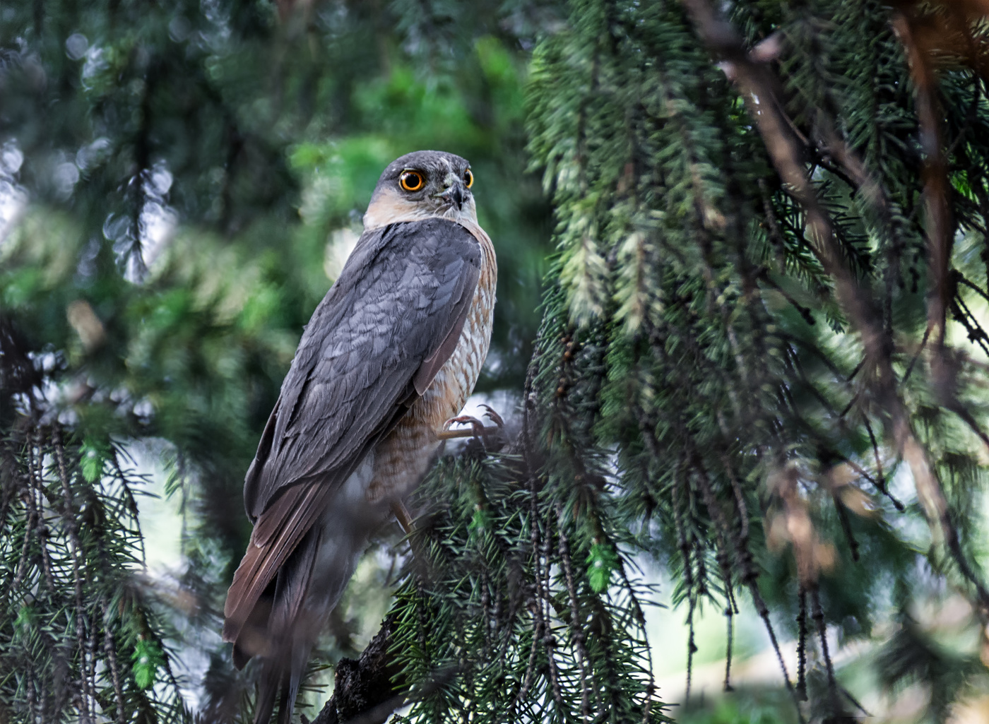 Ястреб - мать 5 птенцов.