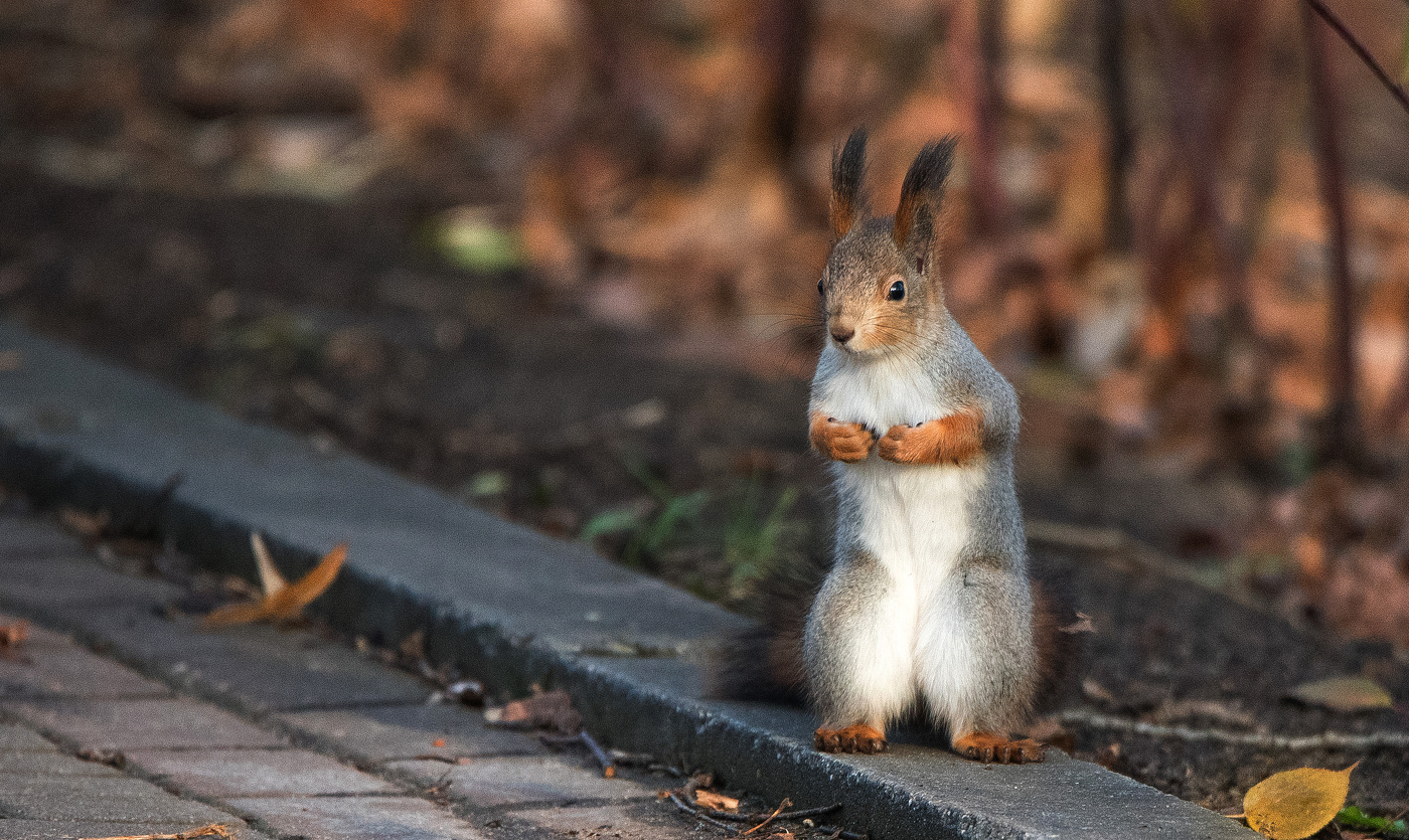 «Месье, же не манж па сис жур."