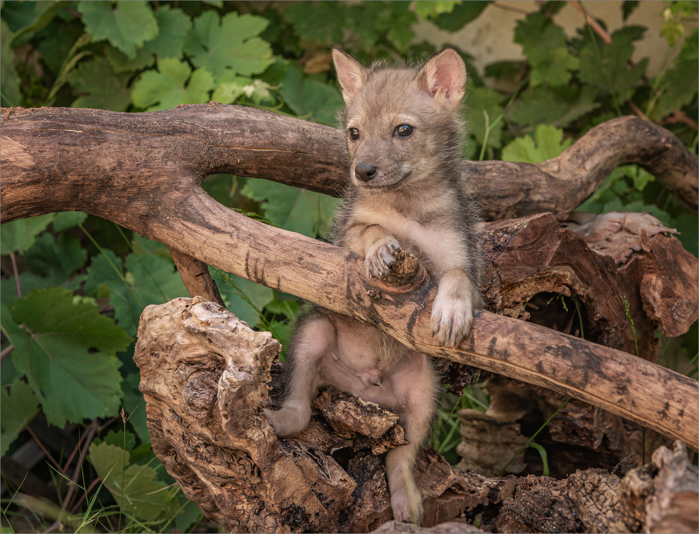 Ну где же мама?