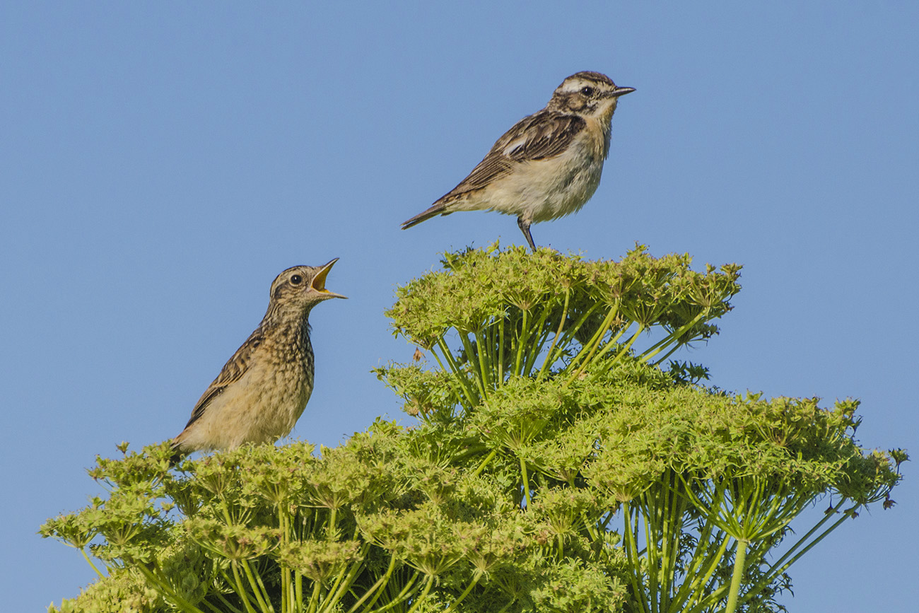 Игнор в июле