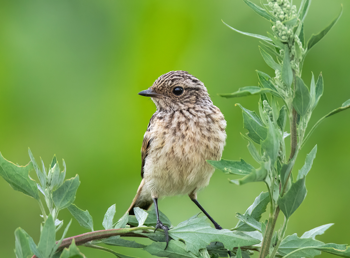 Мелочи жизни