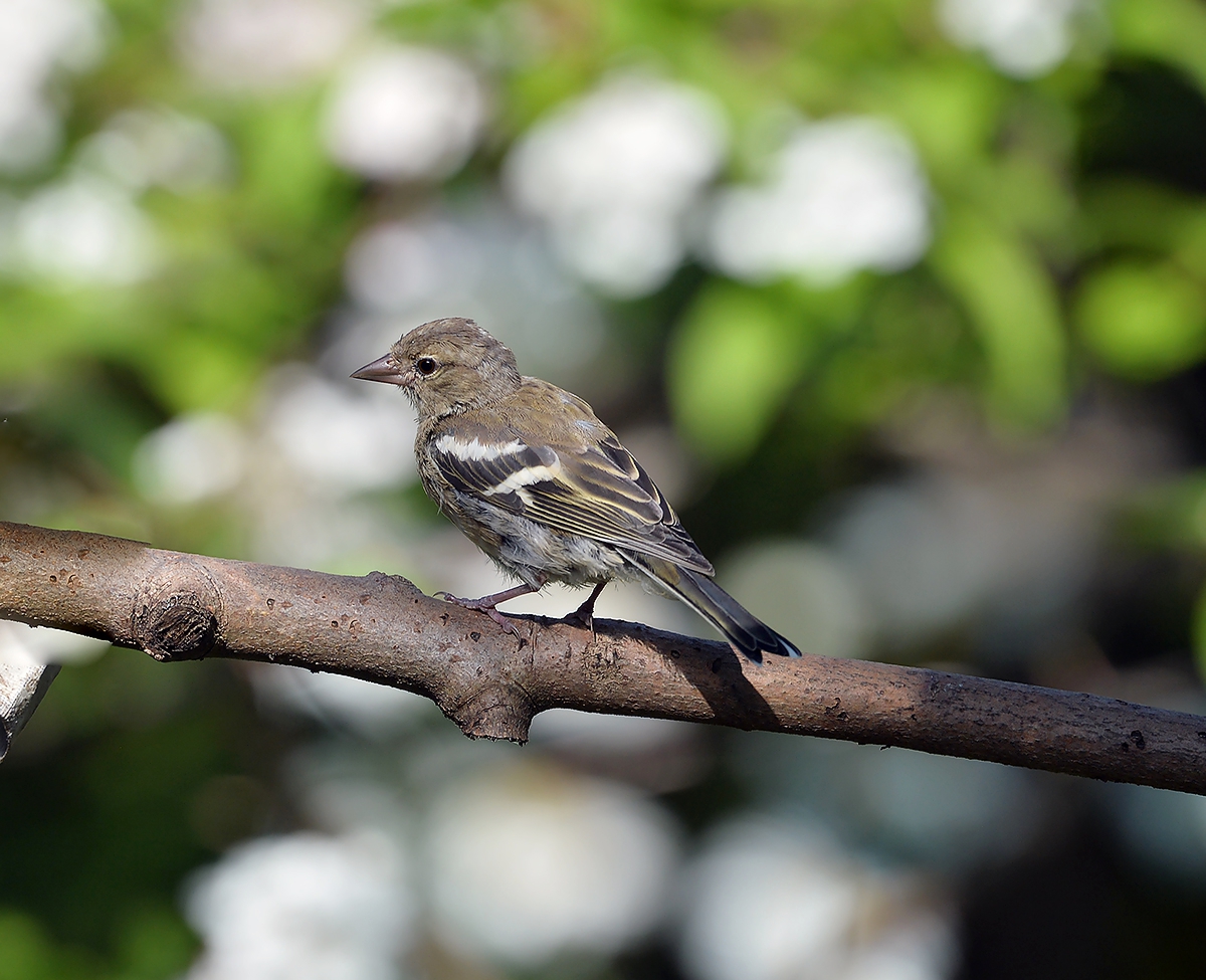 Зяблик(птенец)