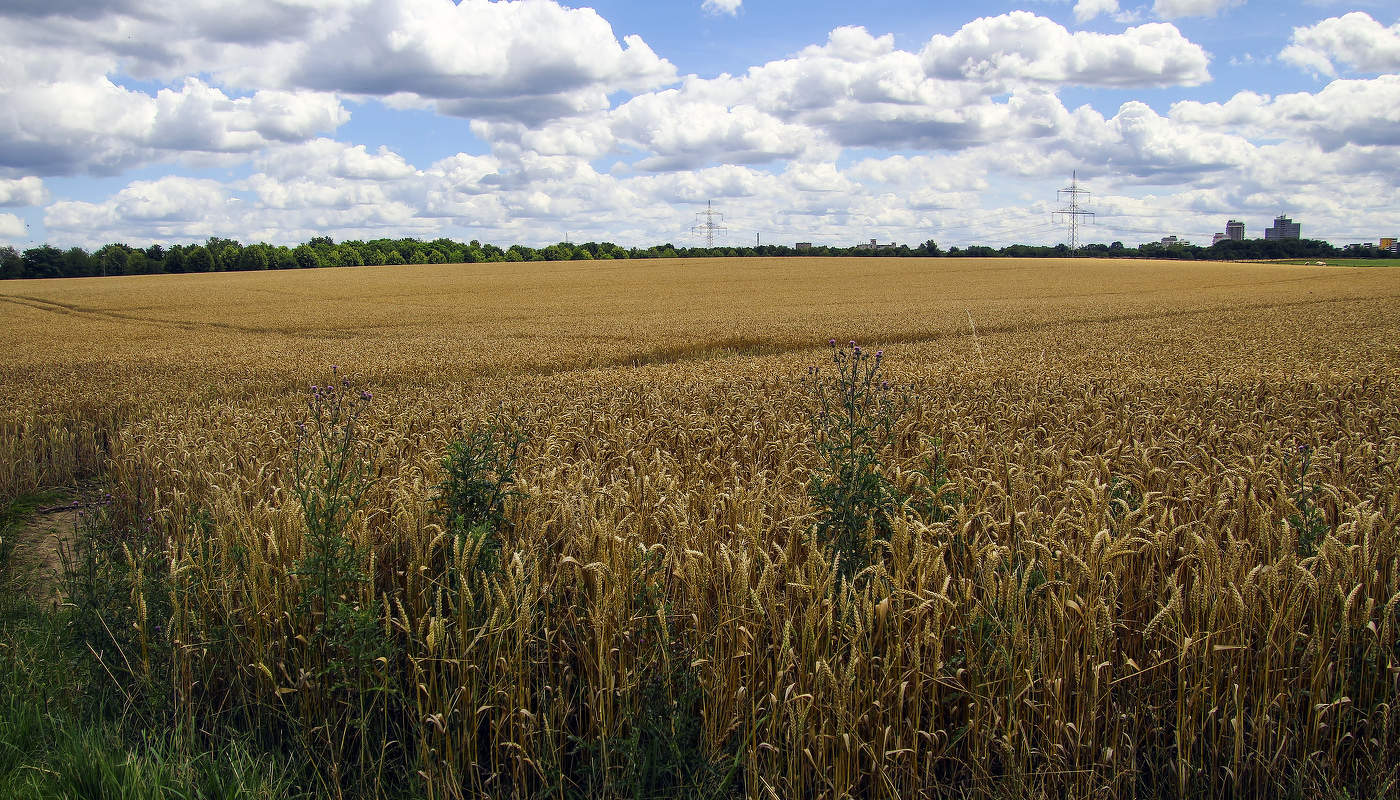 Поле за городом