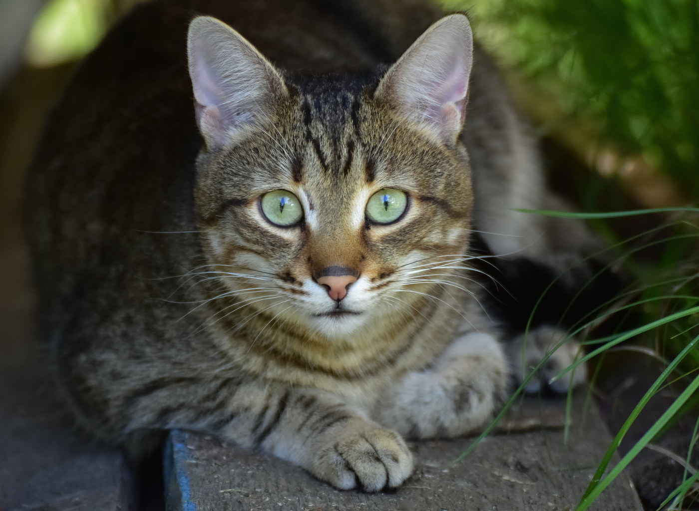 Кошка в деревне