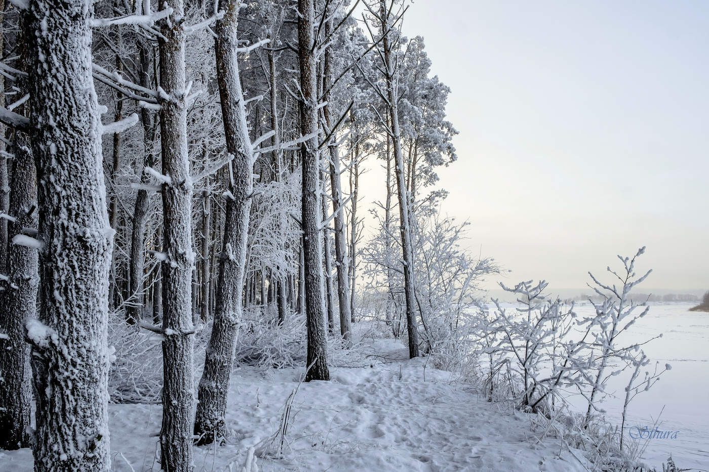 Зимний лес.