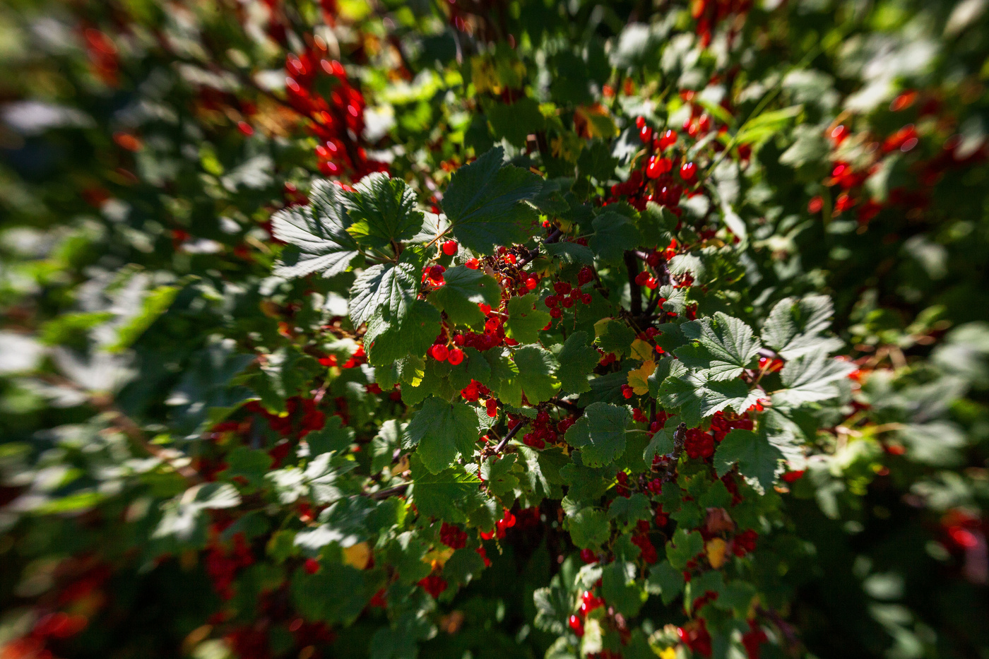 Жизнь вокруг