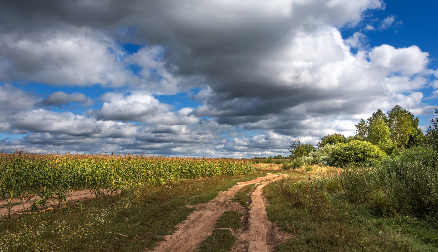 Дорога вдоль кукурузного поля.