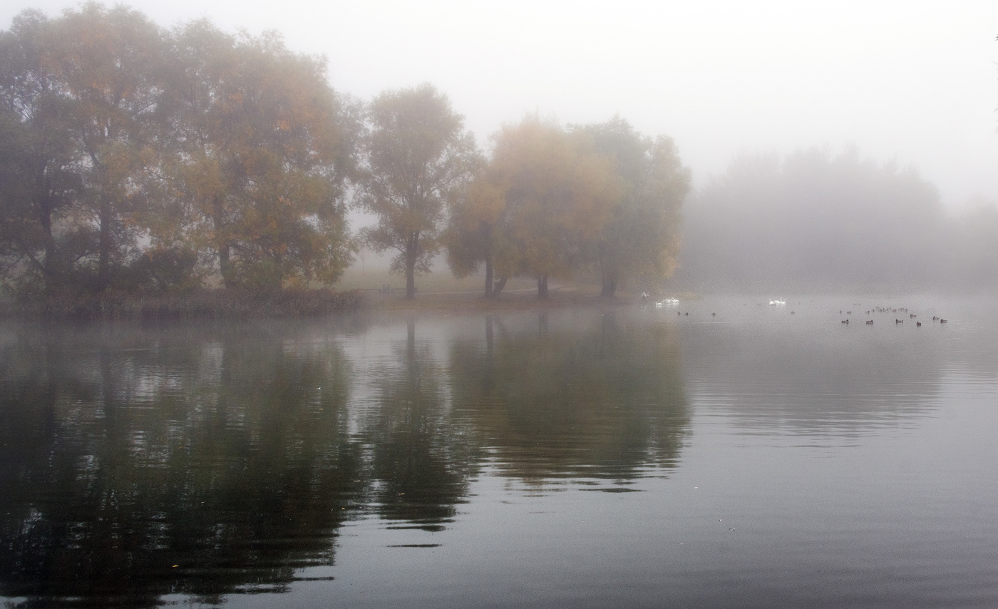 Утки и лебеди в тумане.
