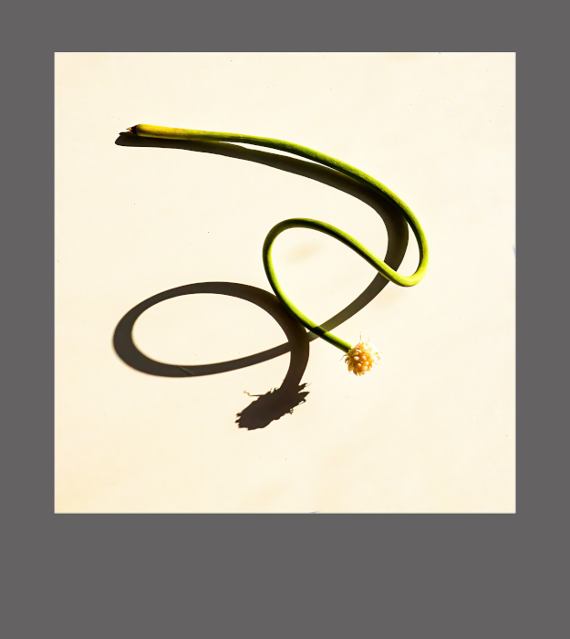 Стрелки чеснока в цвете