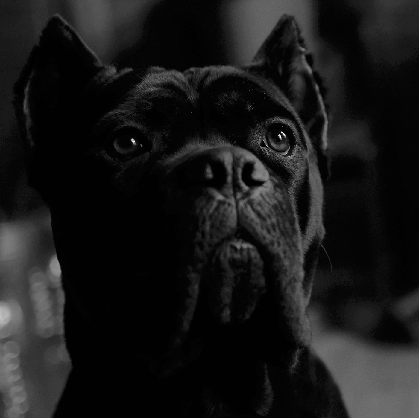 "Всегда с тобой, хозяин ..."