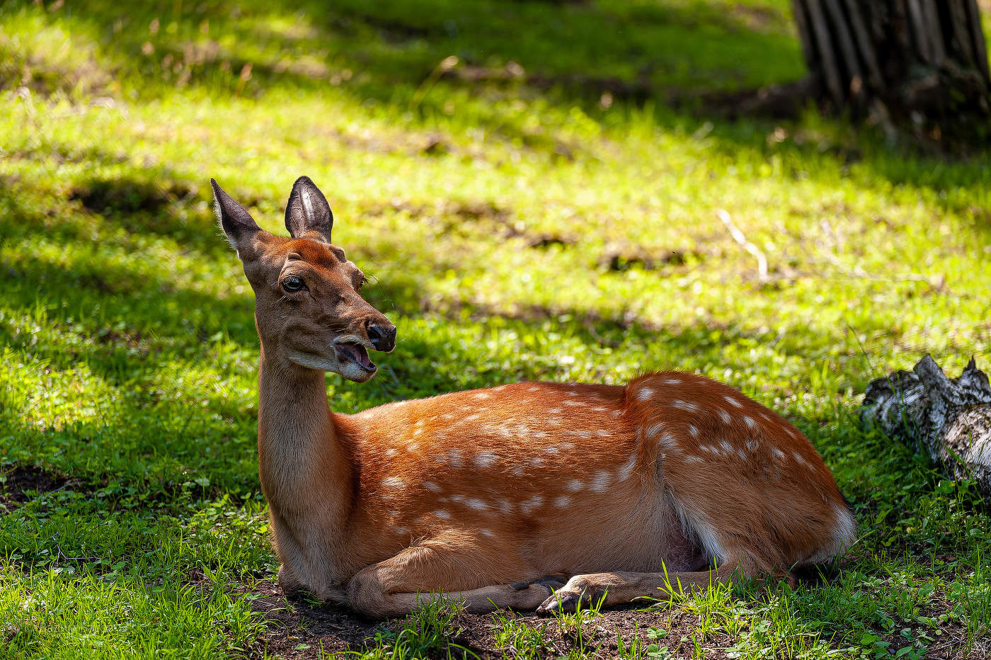Молодой пятнистый олень.