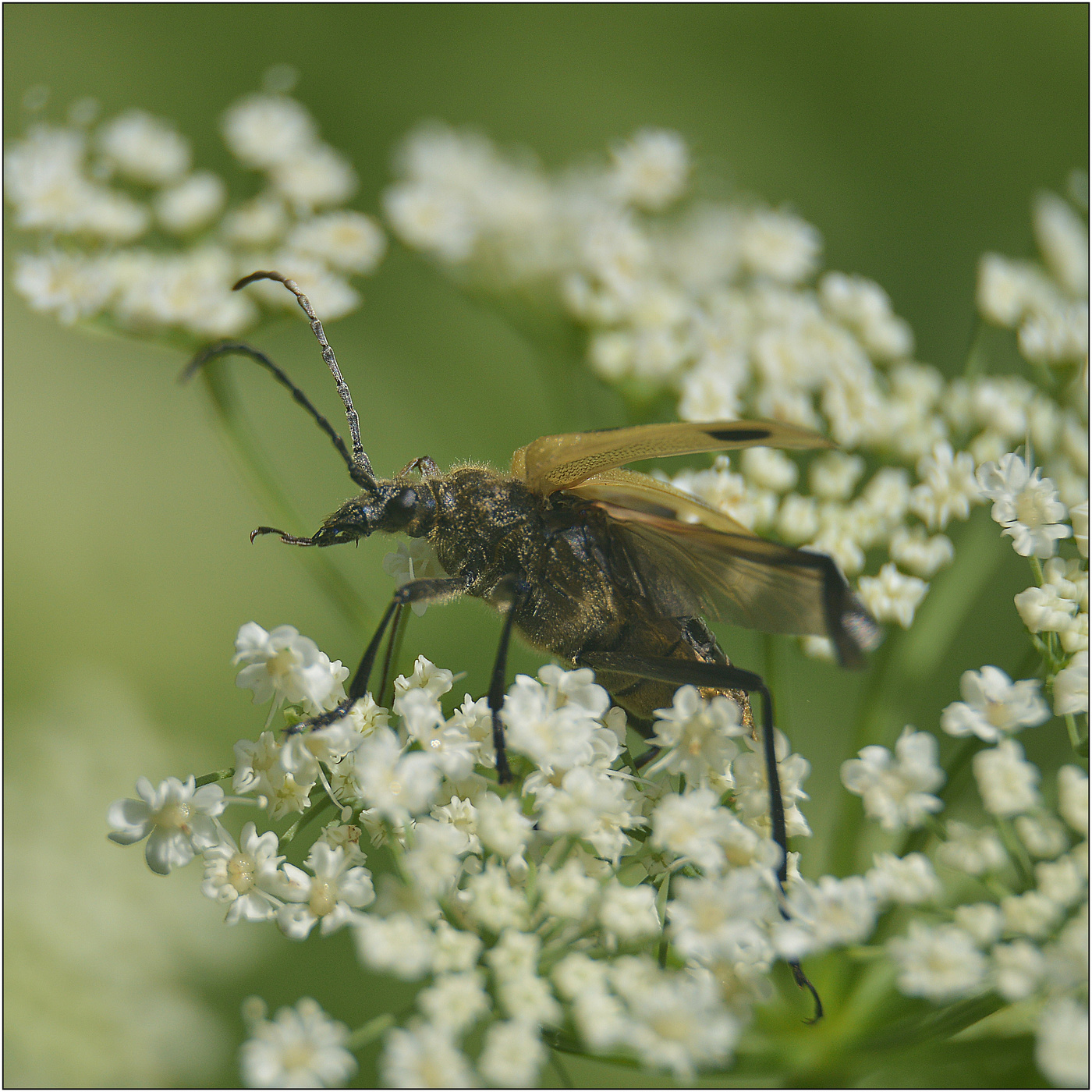Полет в небеса.