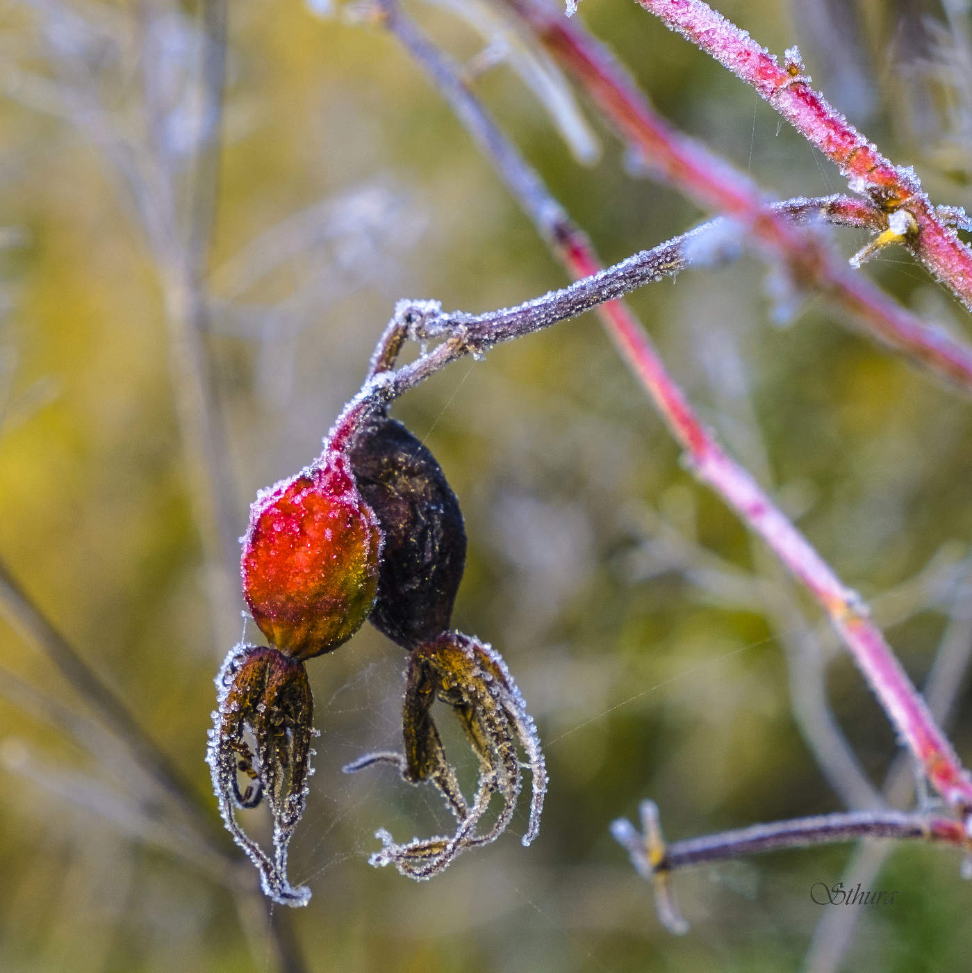 Любовь до гроба.