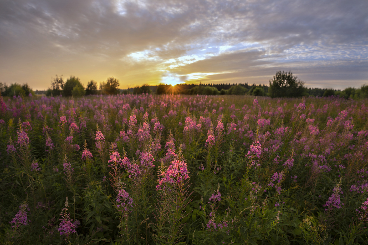 Июльские поля