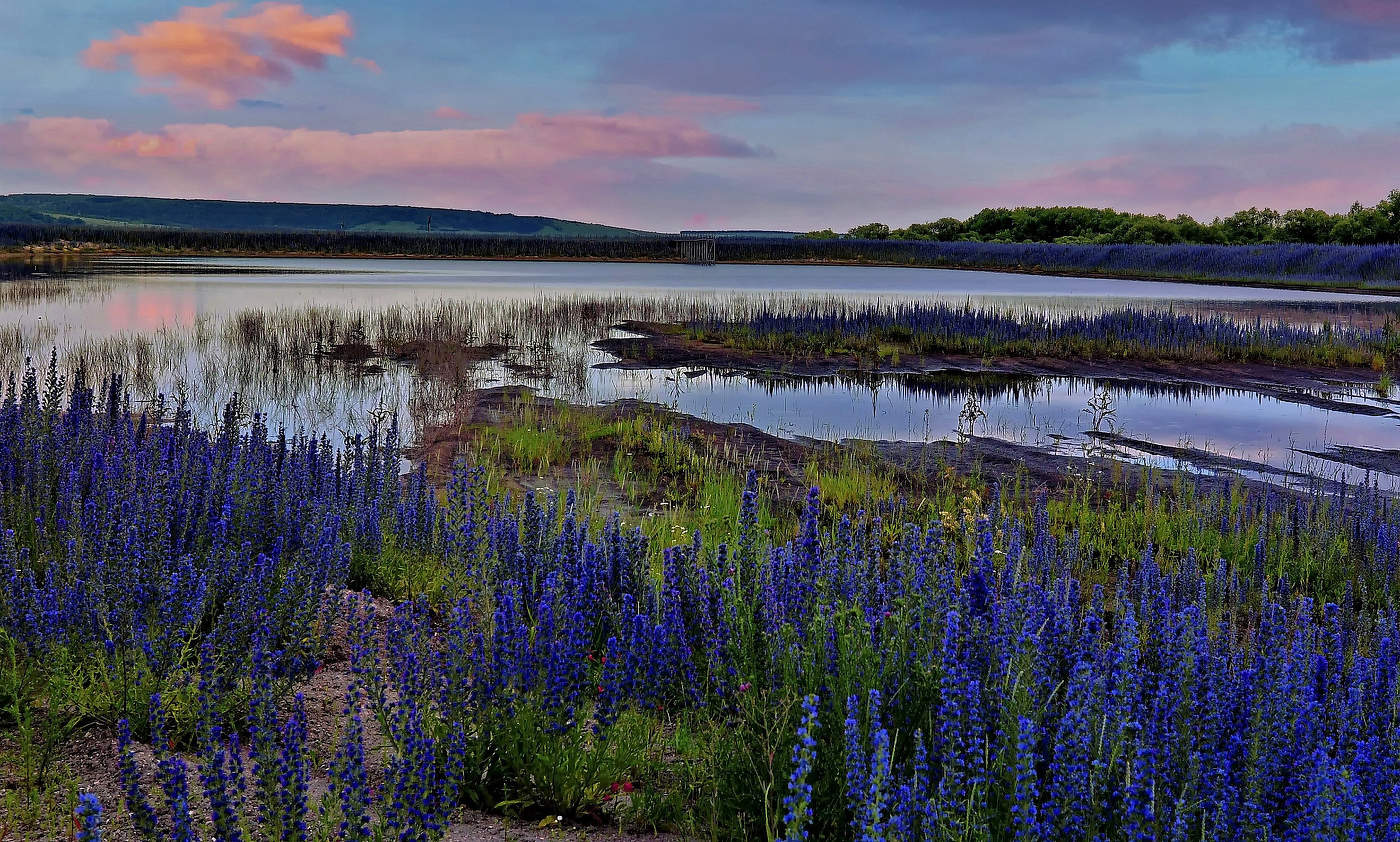 Цветущая заводь.