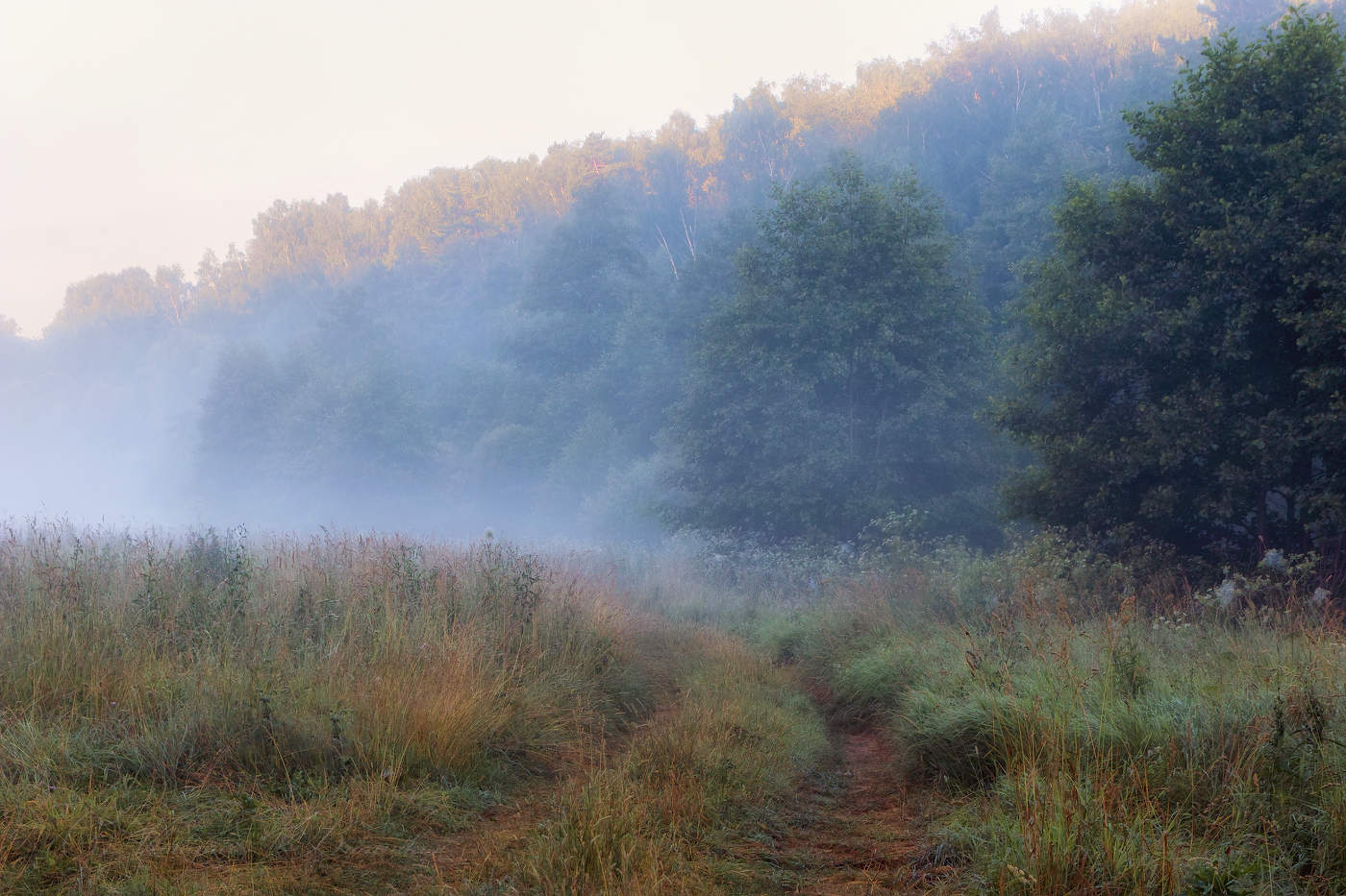 Лесная дорога