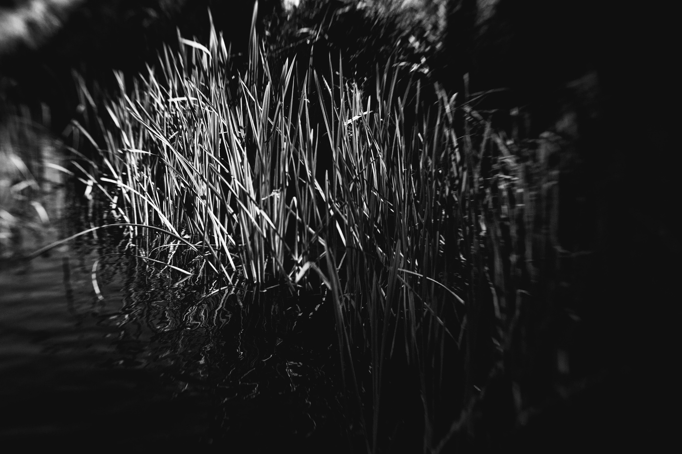 Жизнь вокруг