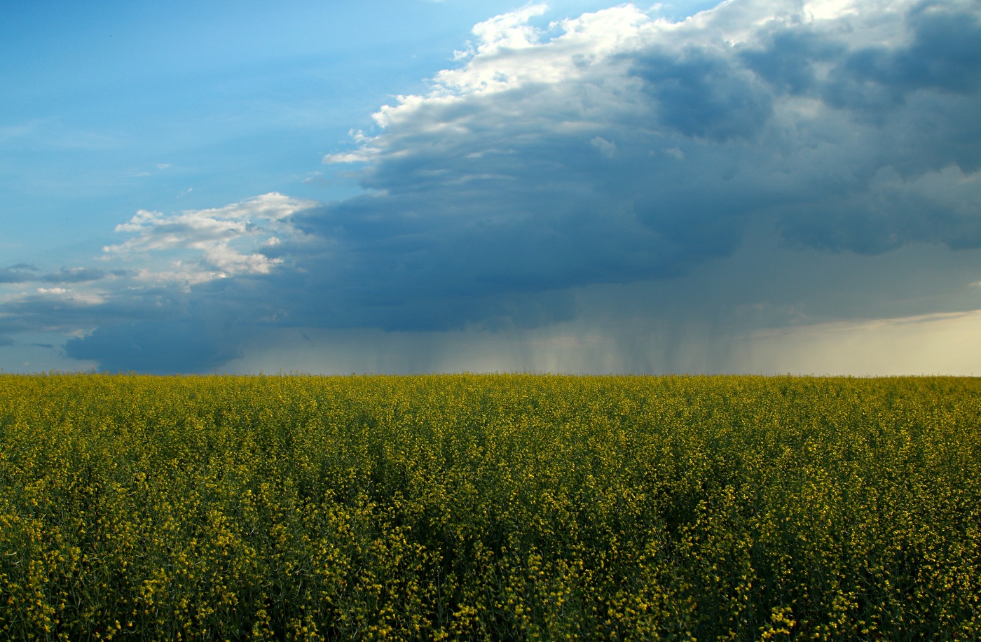 Перед грозой