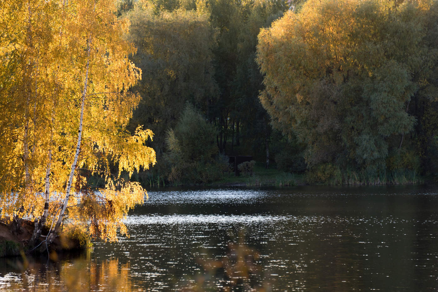 Золото осени.