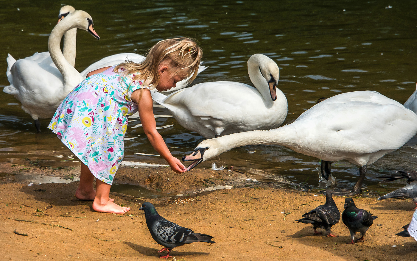 Девочка и лебеди.